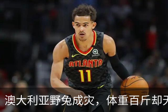 澳大利亚野兔成灾，体重百斤却无人食用，当地人给出答案：不敢吃
